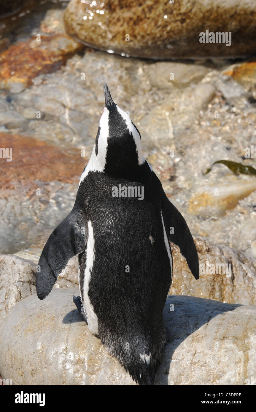 African penguin, South Africa, Betty`s bay, Stock Photo